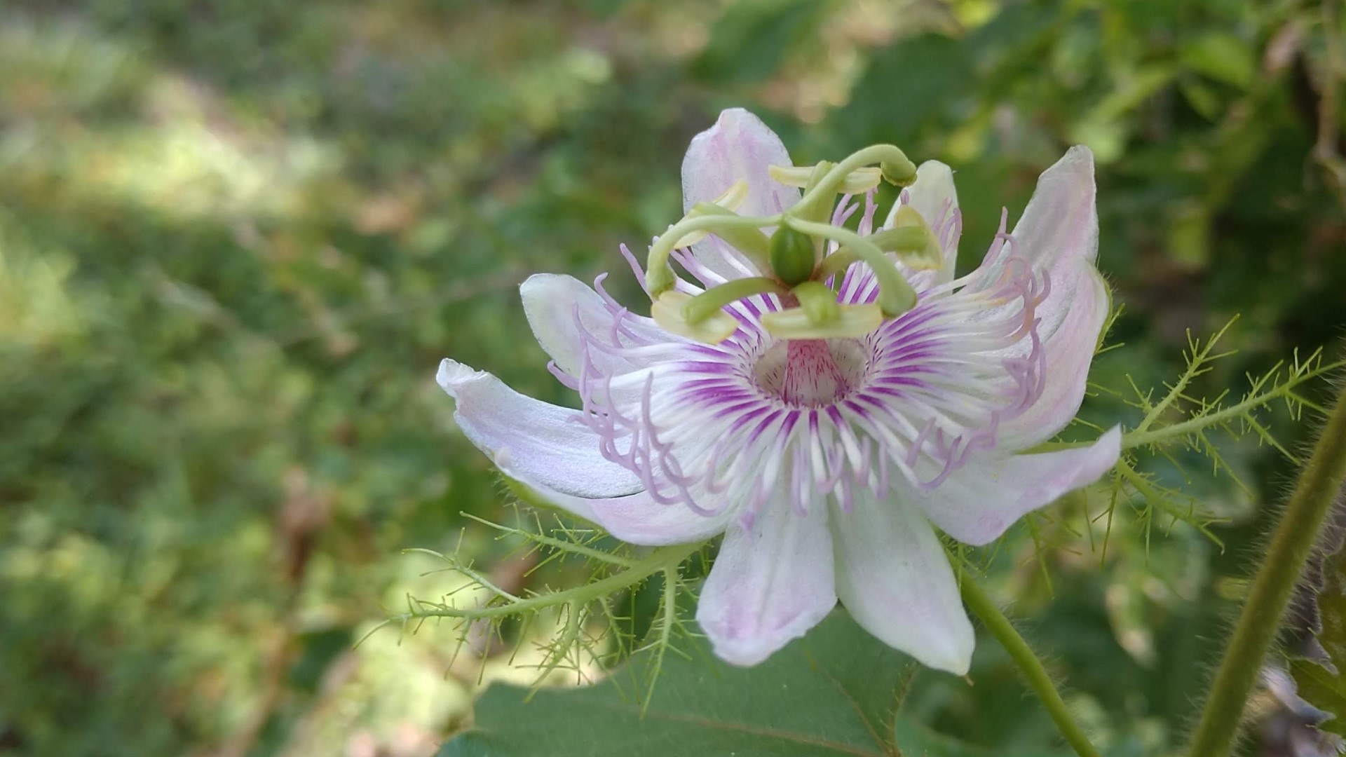 Passion flower.