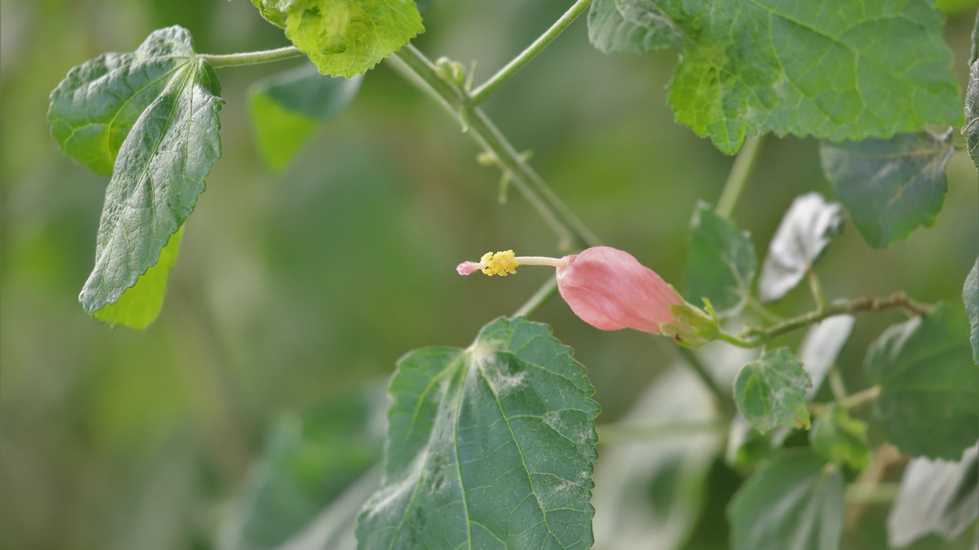 Pink Turk's cap leaves and flowers.
