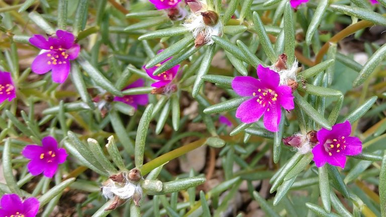 Portulaca leaves and flowers.
