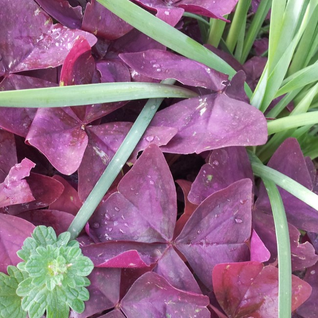 Purple Oxalis - Oxalis regnellii Purple oxalis leaves.