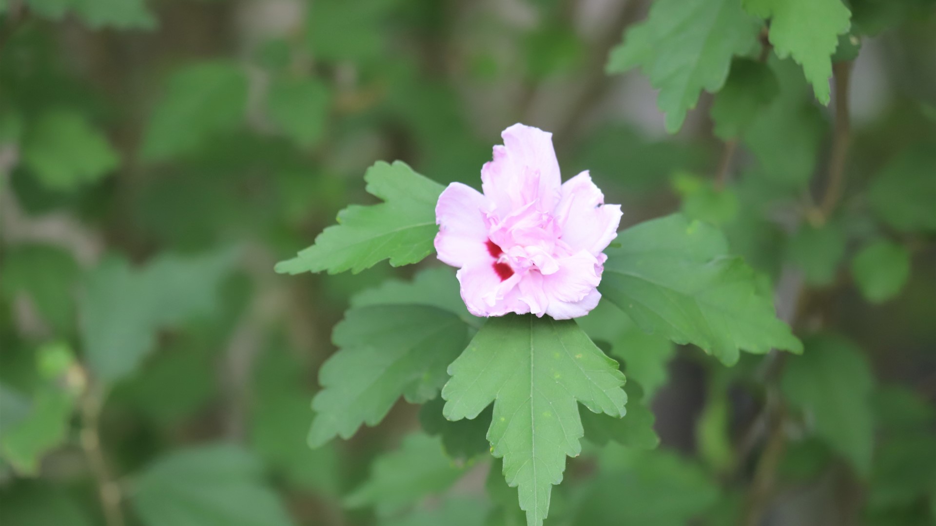 Rose of Sharon leaves and flower.