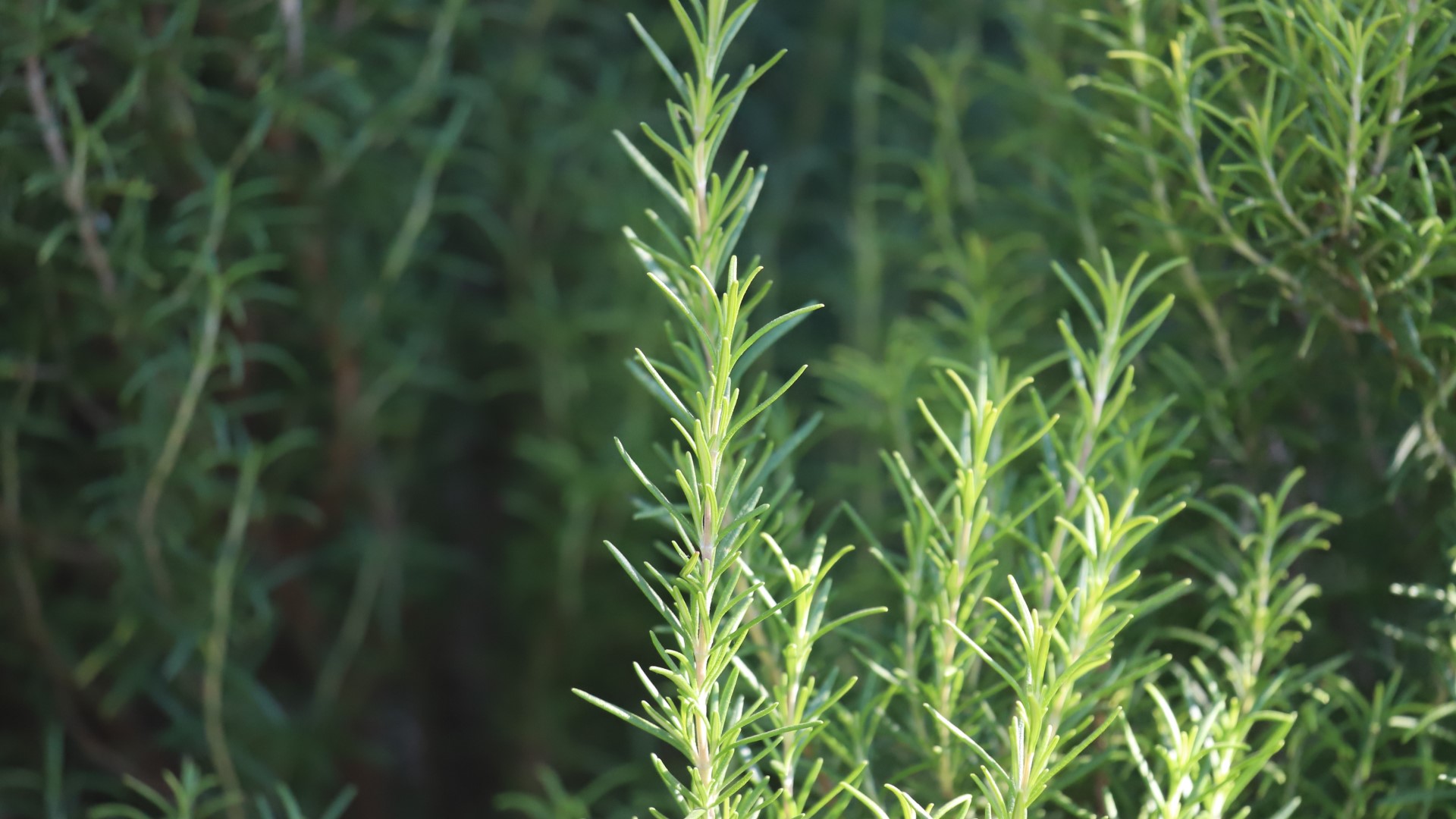 Rosemary leaves.