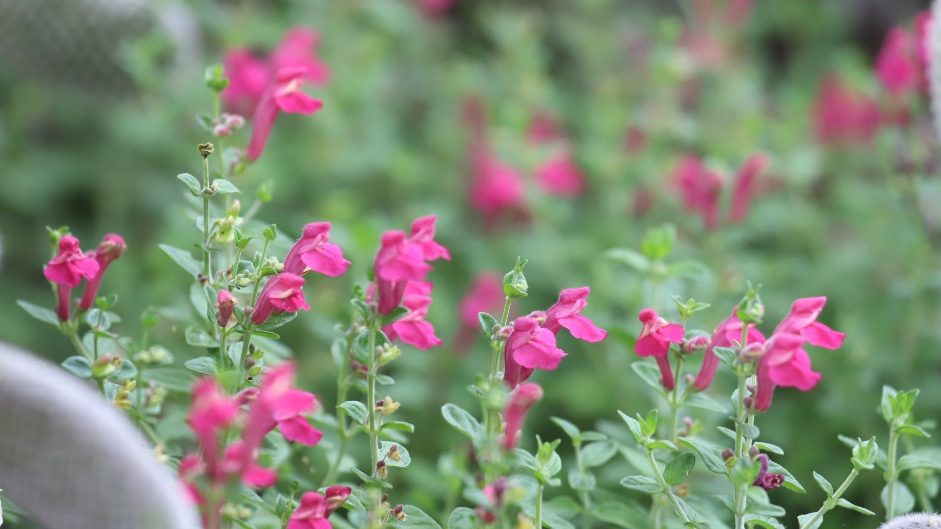 Scullcap leaves and flowers.