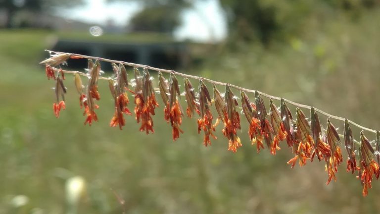 Sideoats grama flowers.