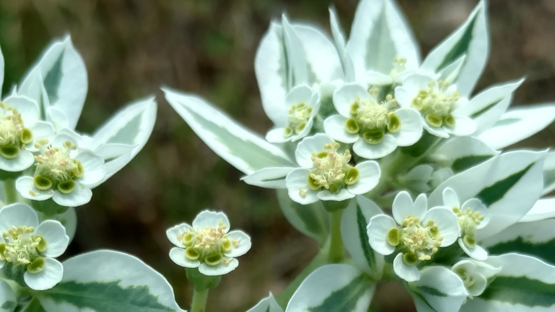 Snow on the mountain leaves and flowers.