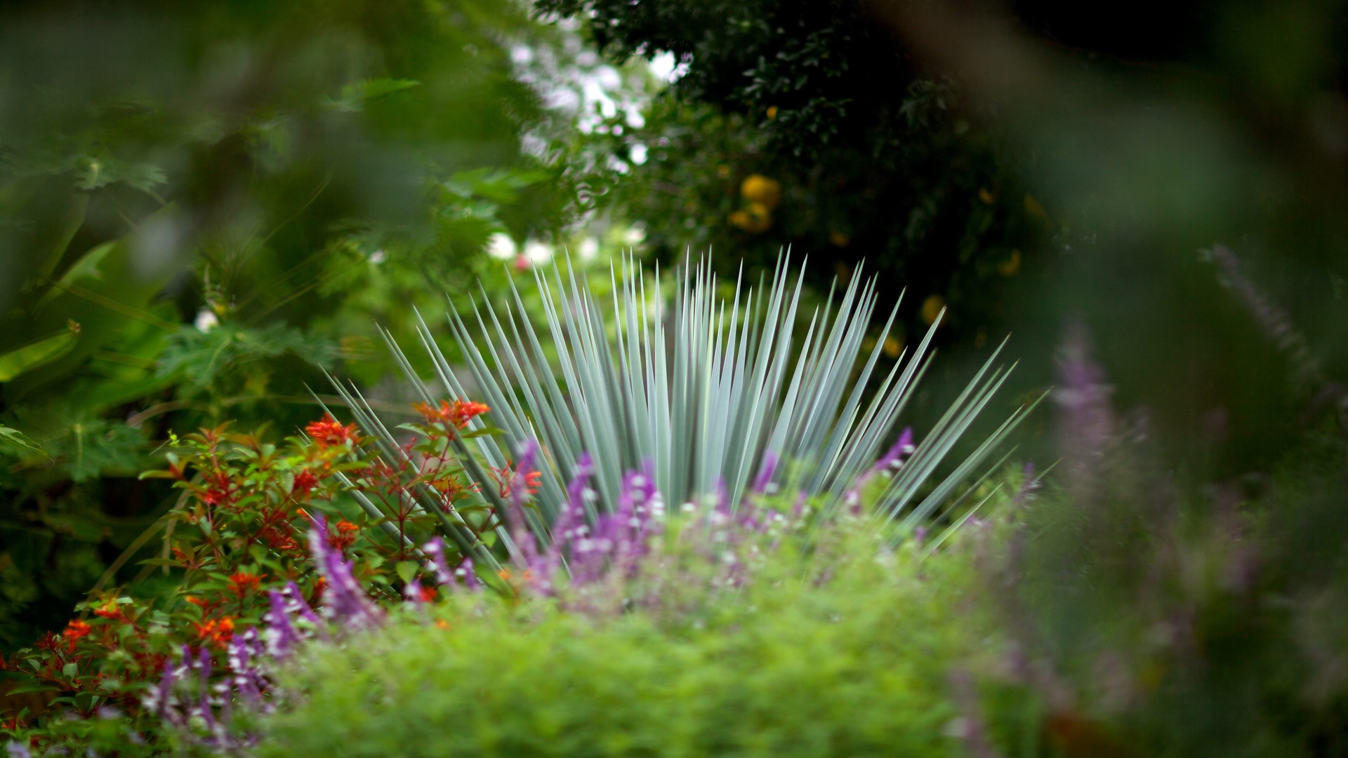 Spanish dagger in a garden.