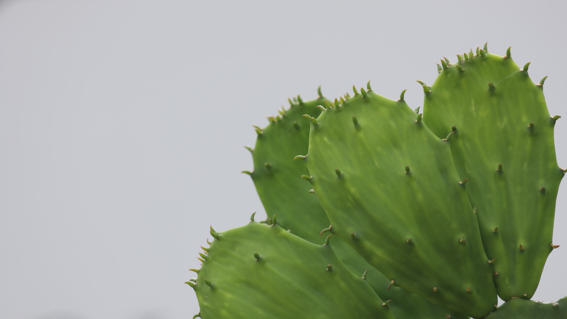 Spineless prickly pear pads.