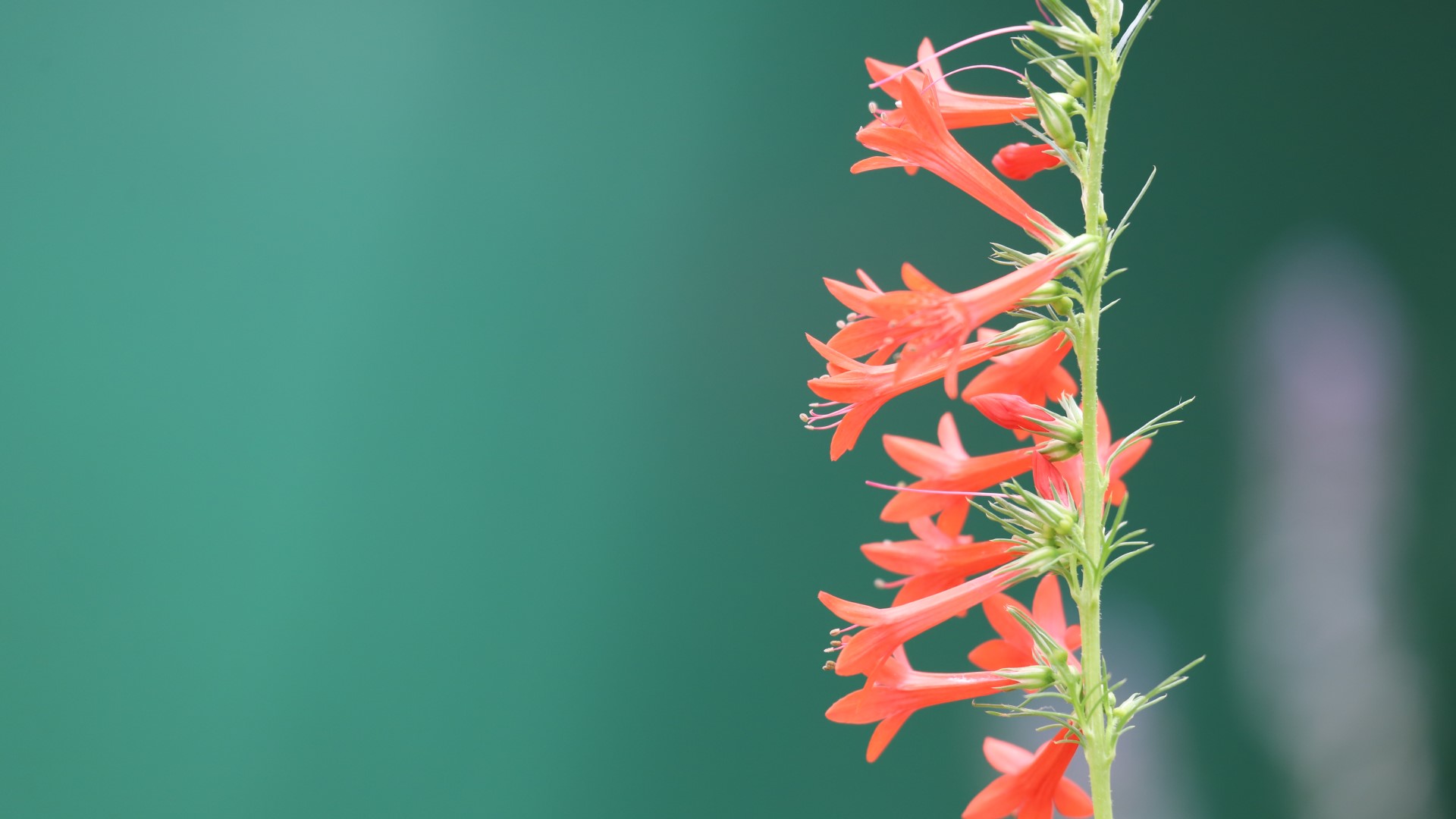 Standing cypress flowers.