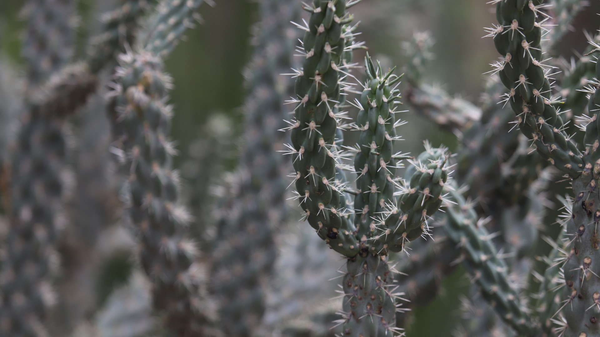 Tree cholla leaves.