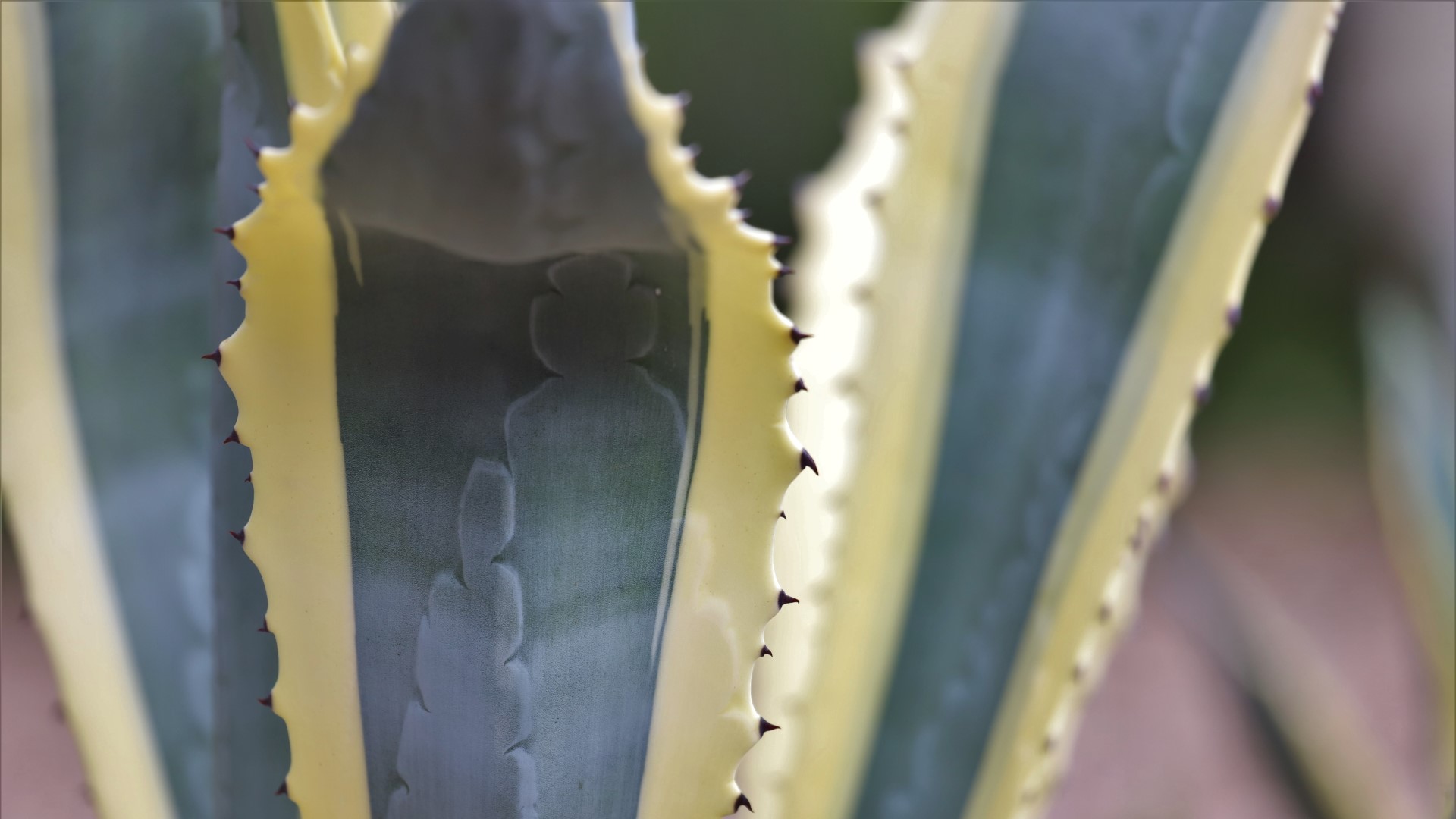 Variegated agave leaves and teeth.