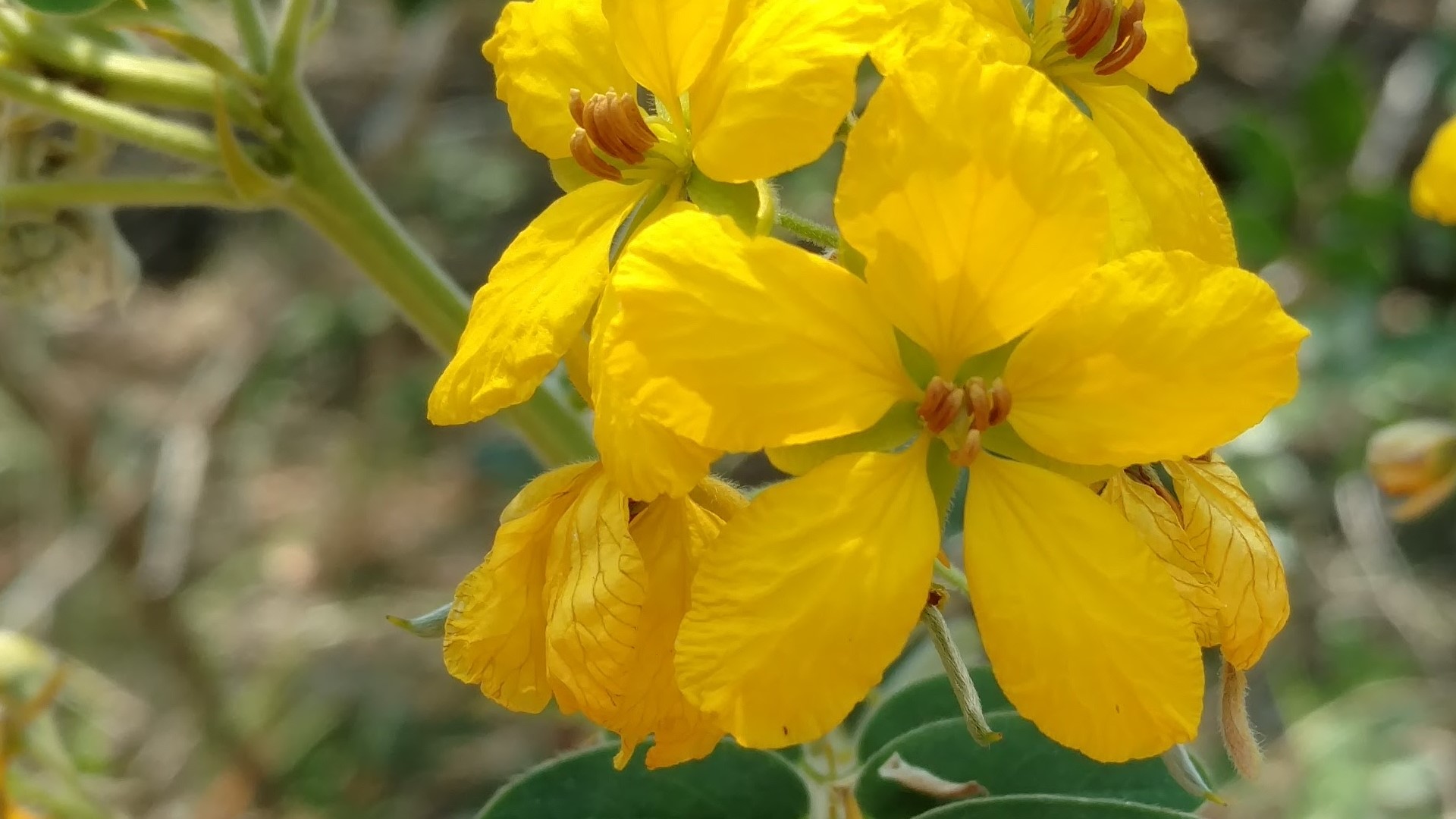 Velvet leaf senna flowers.
