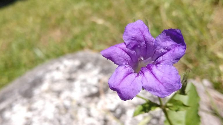 Wild petunia flowers.