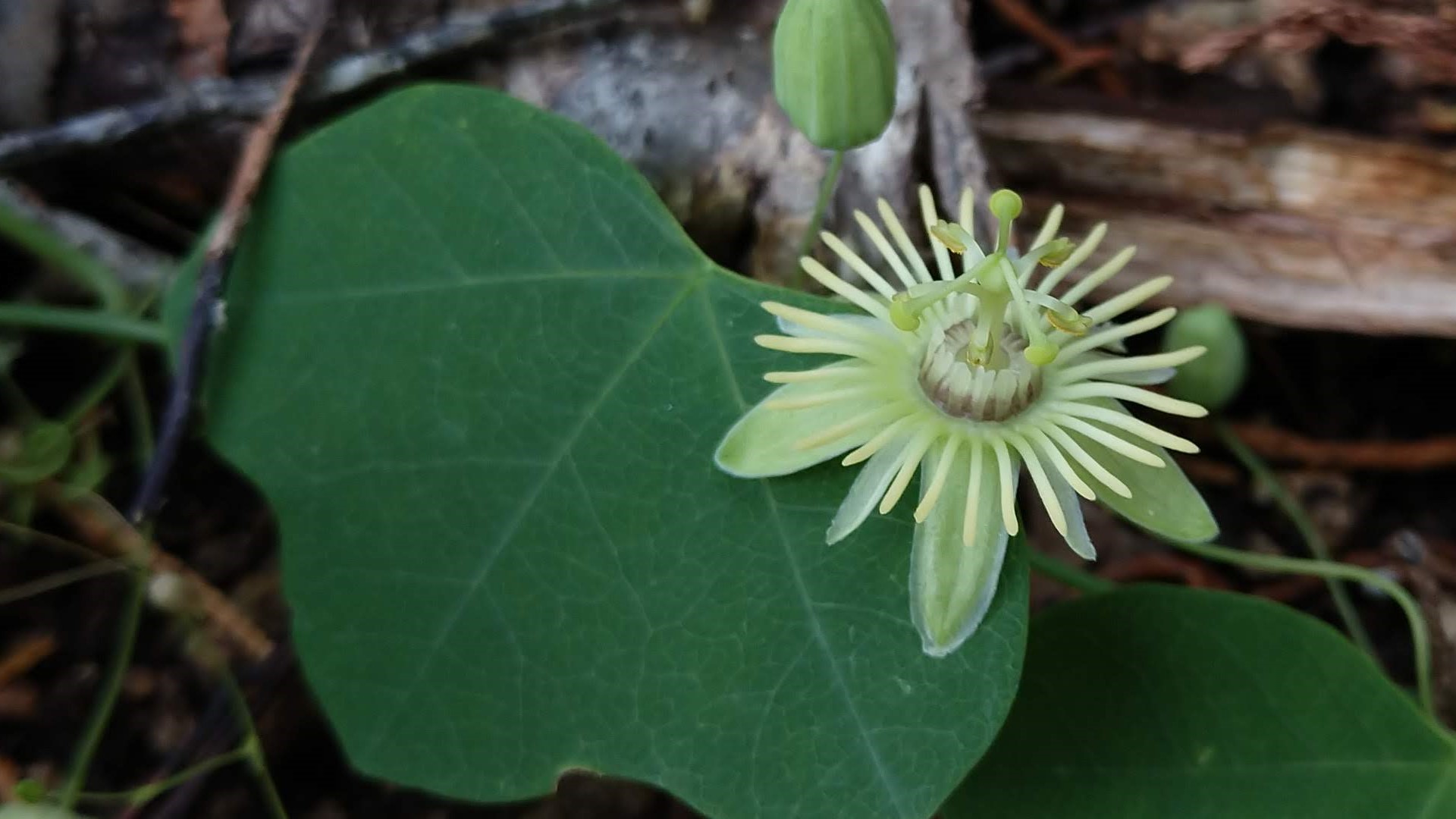 Yellow passionflower leaves and flowers.