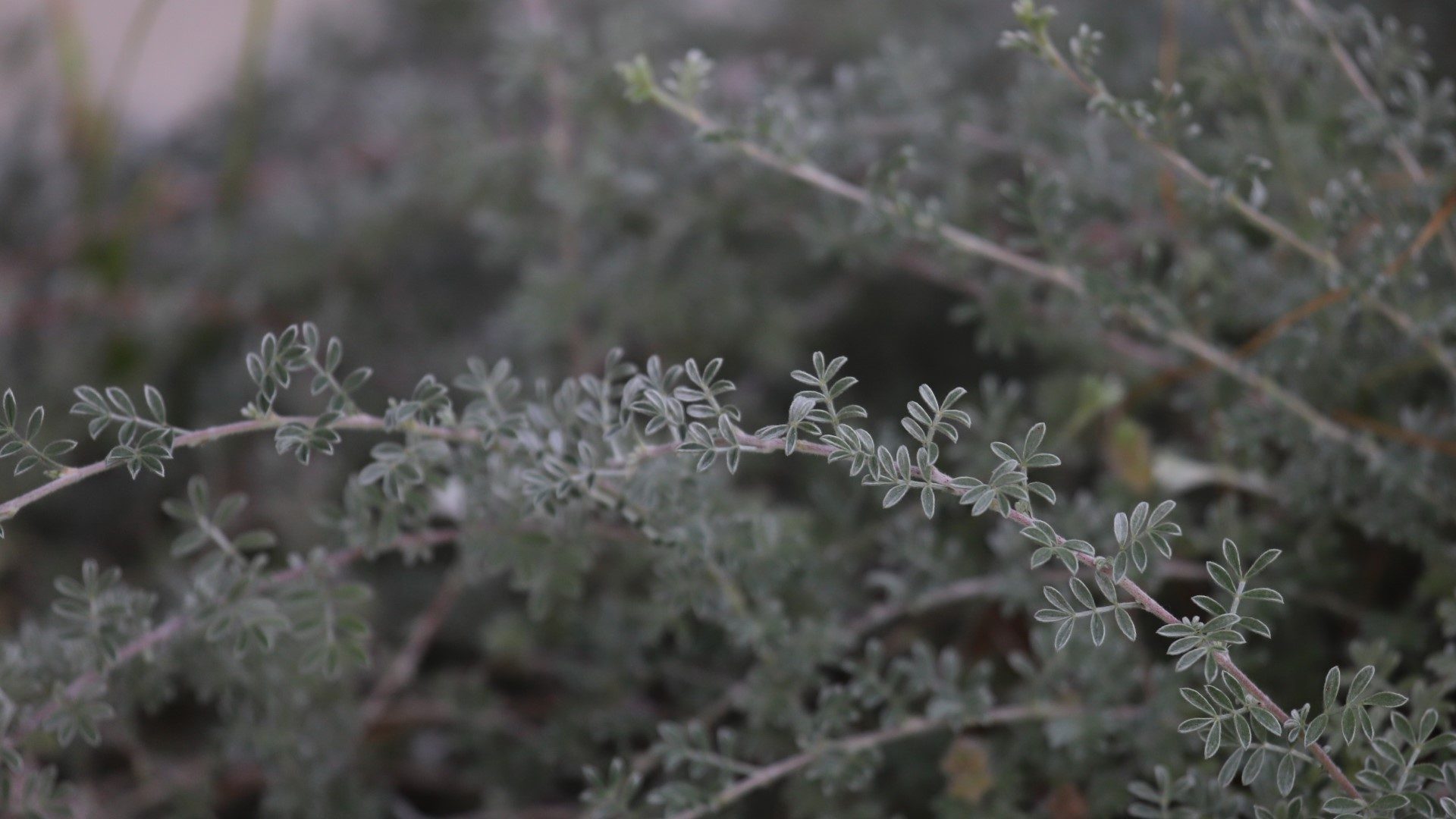 Gregg dalea leaves.