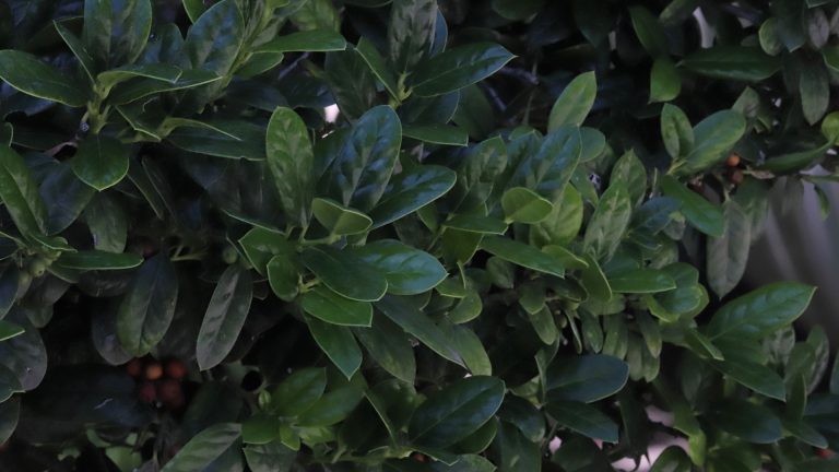 Burford holly leaves.