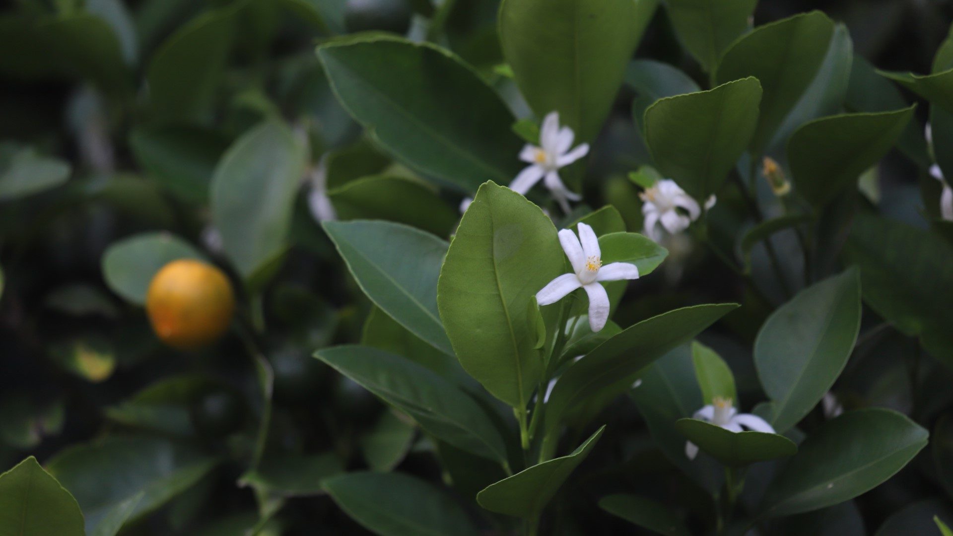 Calamondin leaves, flowers and fruit.