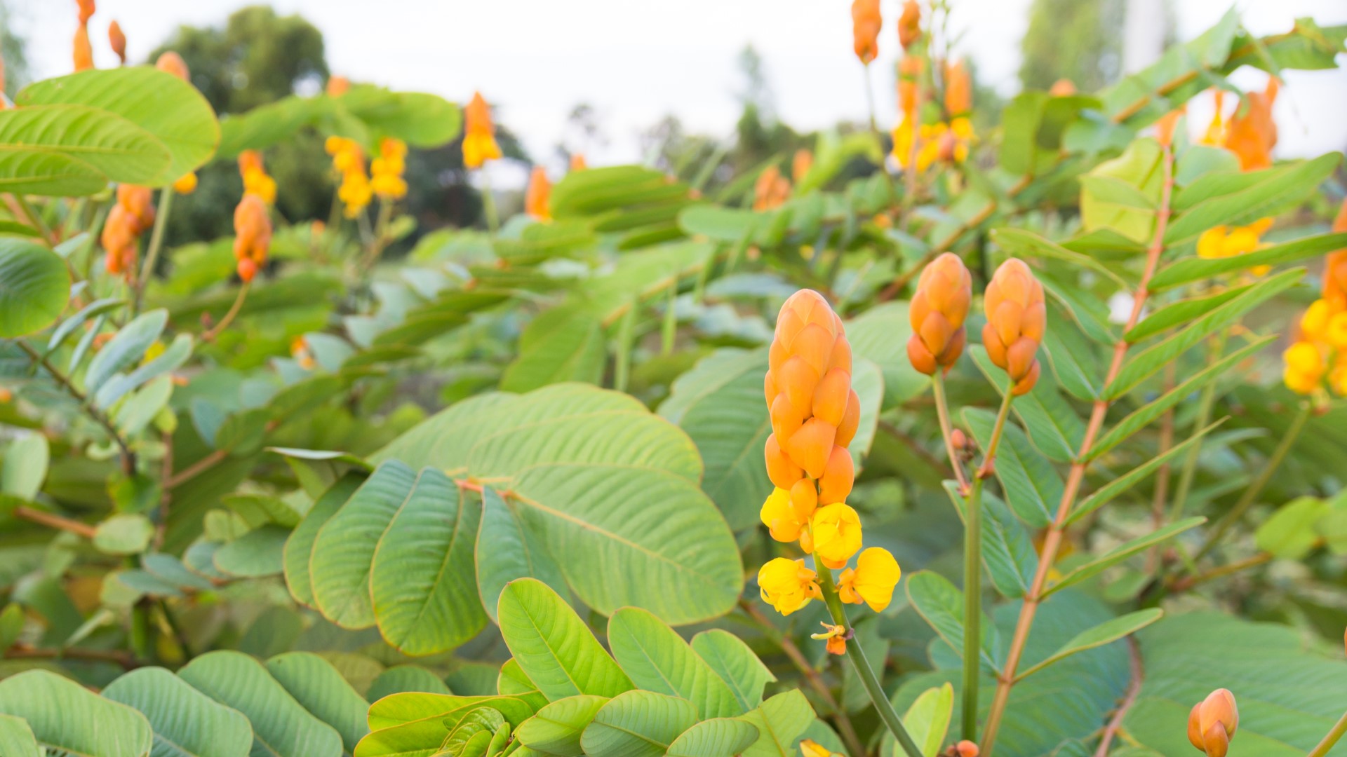 Candlestick plant leaves and