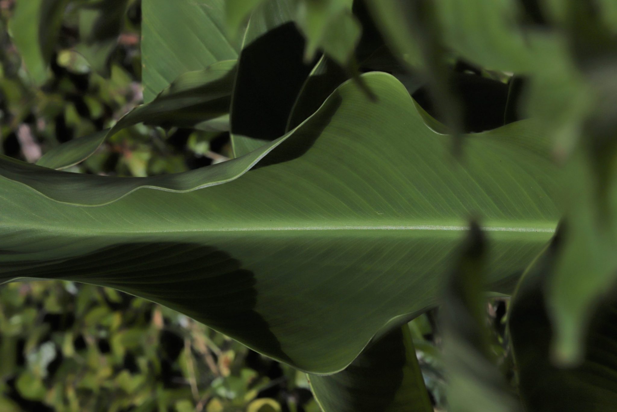 Canna leaf.