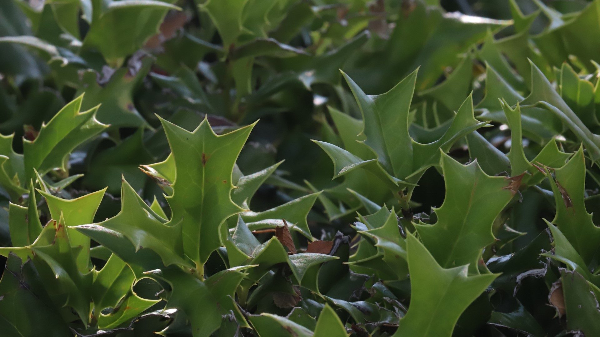 Dwarf Chinese holly leaves.