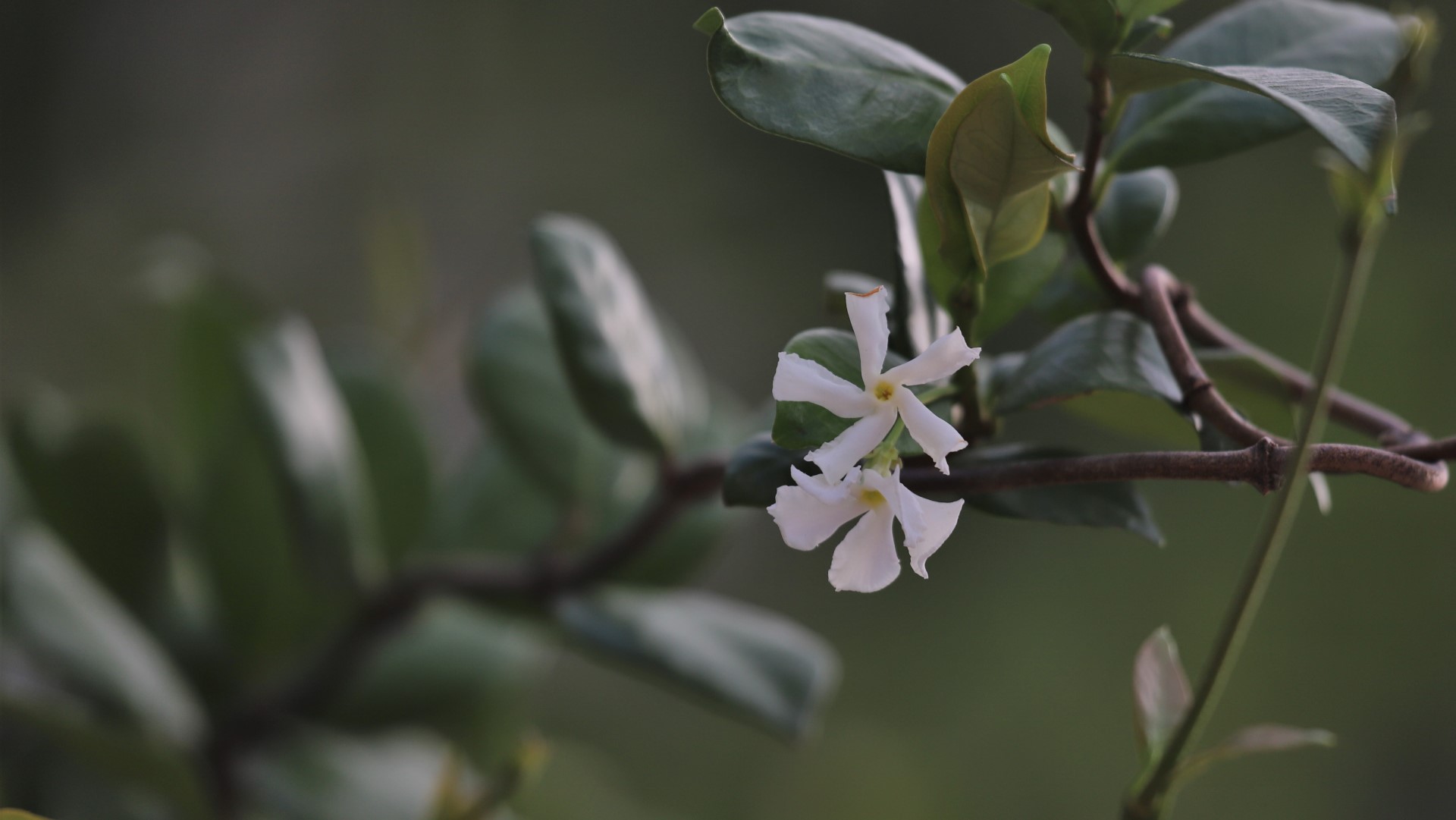 Star jasmine leaves and flowers.