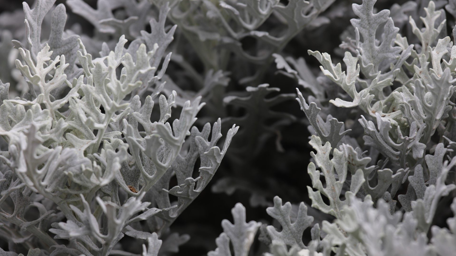 Dusty Miller leaves.