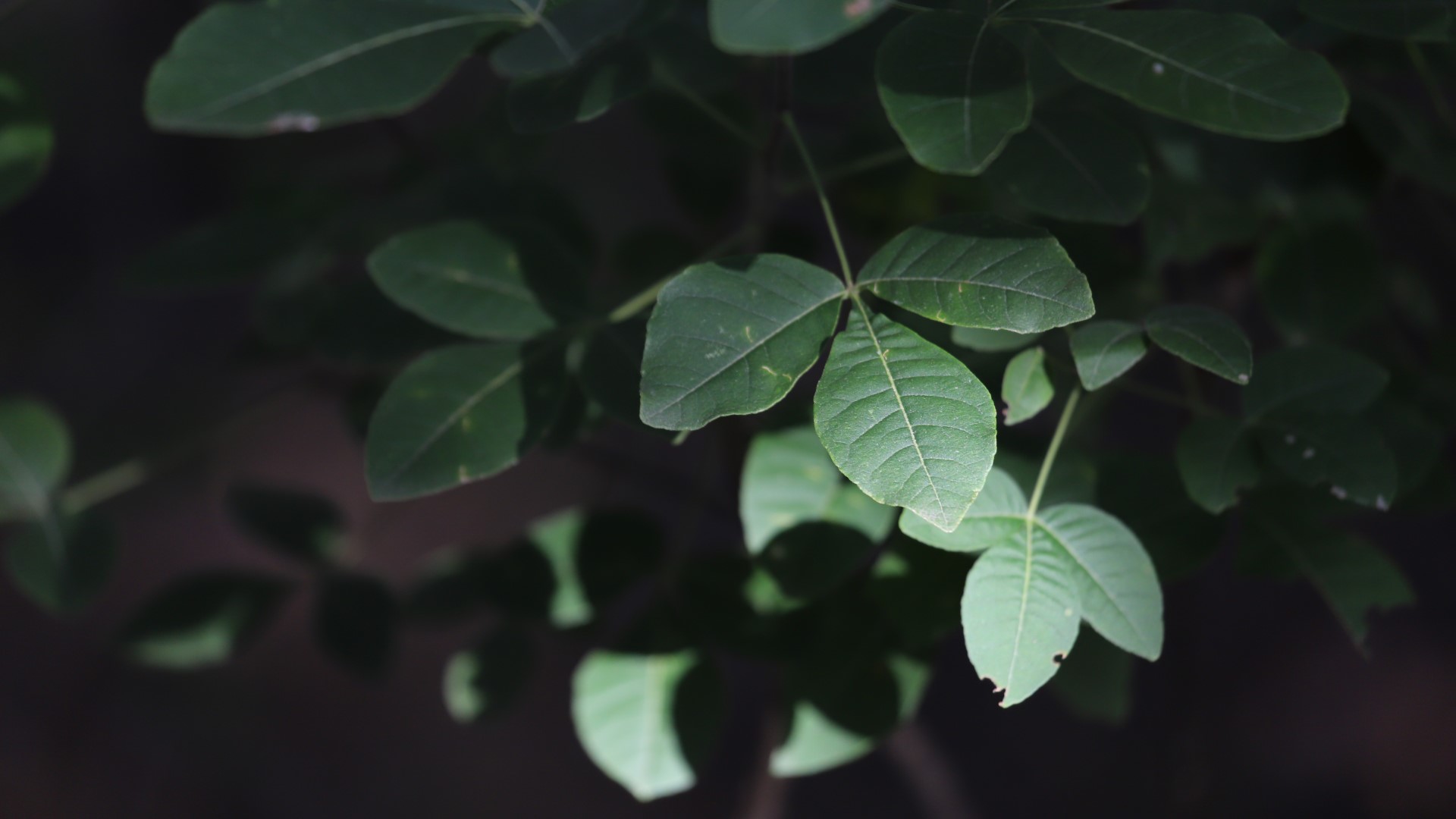 Hop tree leaves.