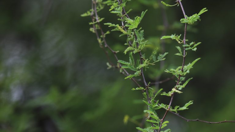 Huisache leaves.