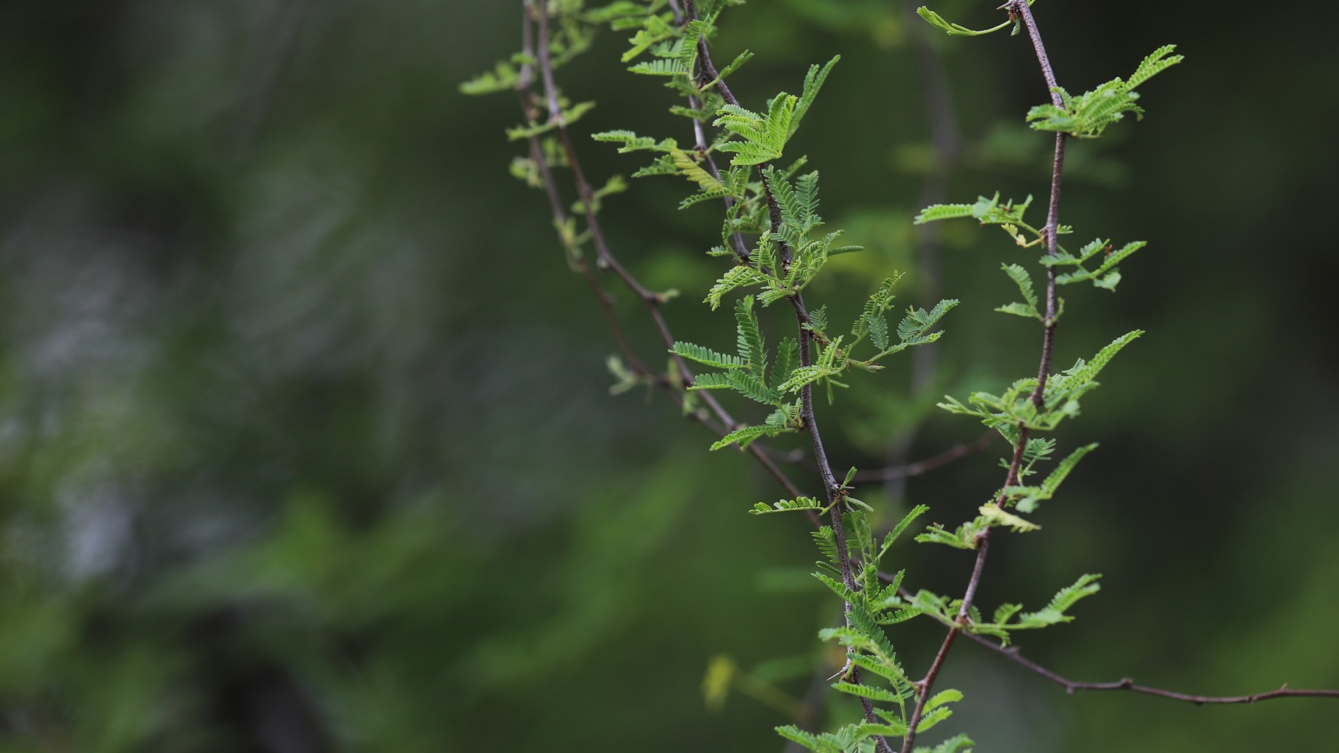 Huisache leaves.