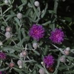 Ironweed flowers.