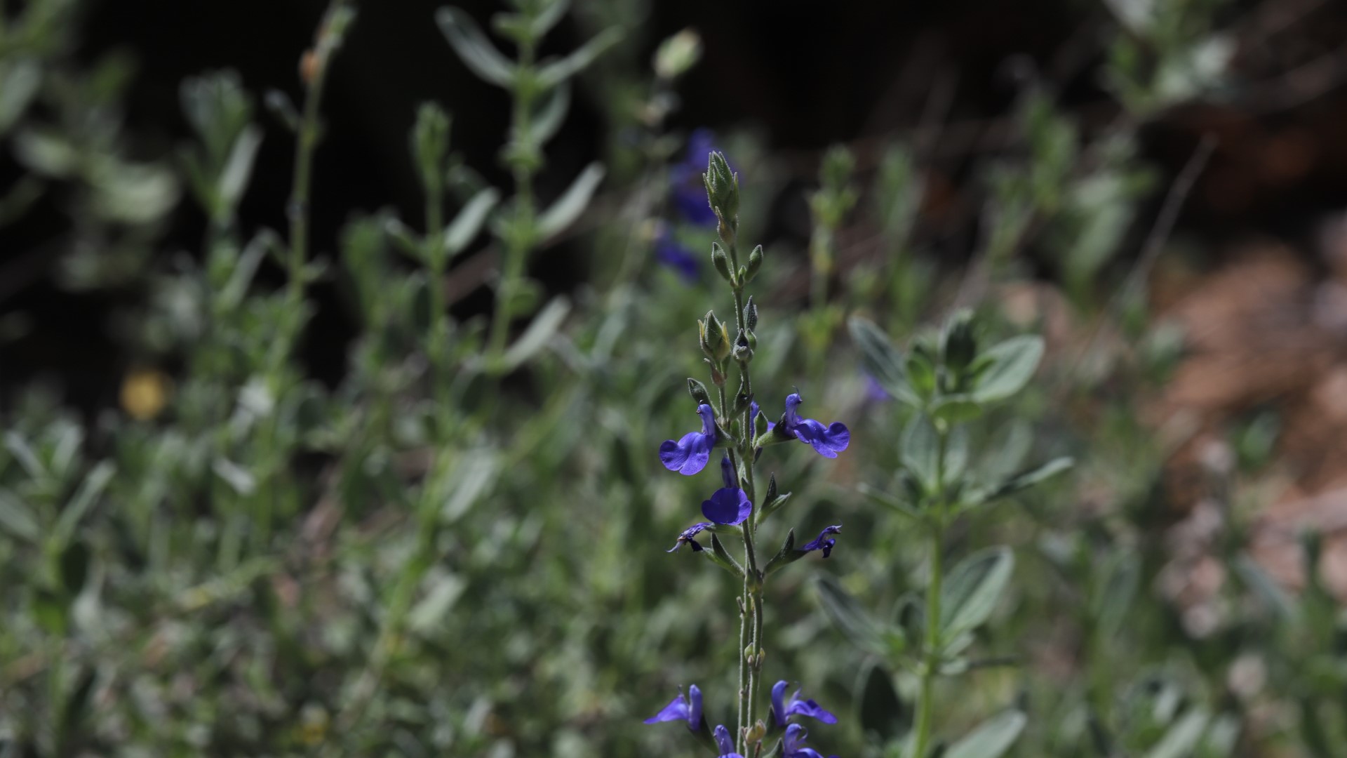 Mexican blue sage leaves and flowers.