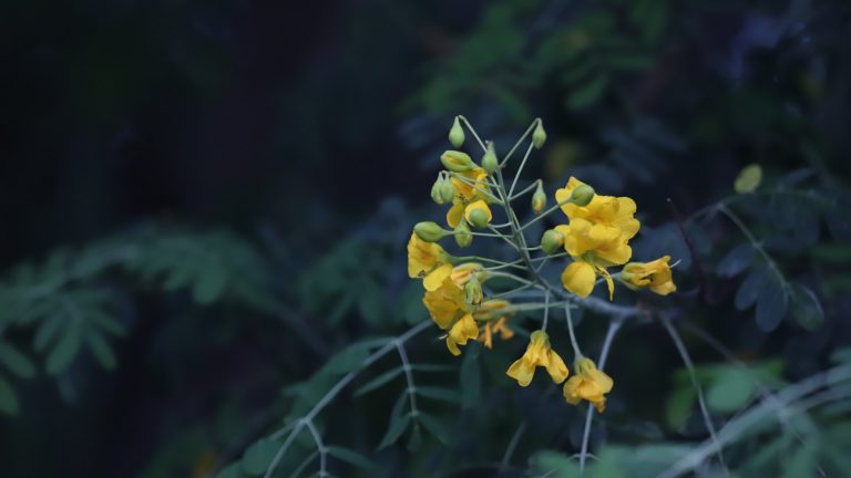 Mexican poinciana flower.