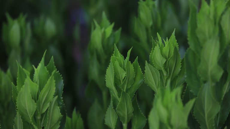 Obedient plant leaves.