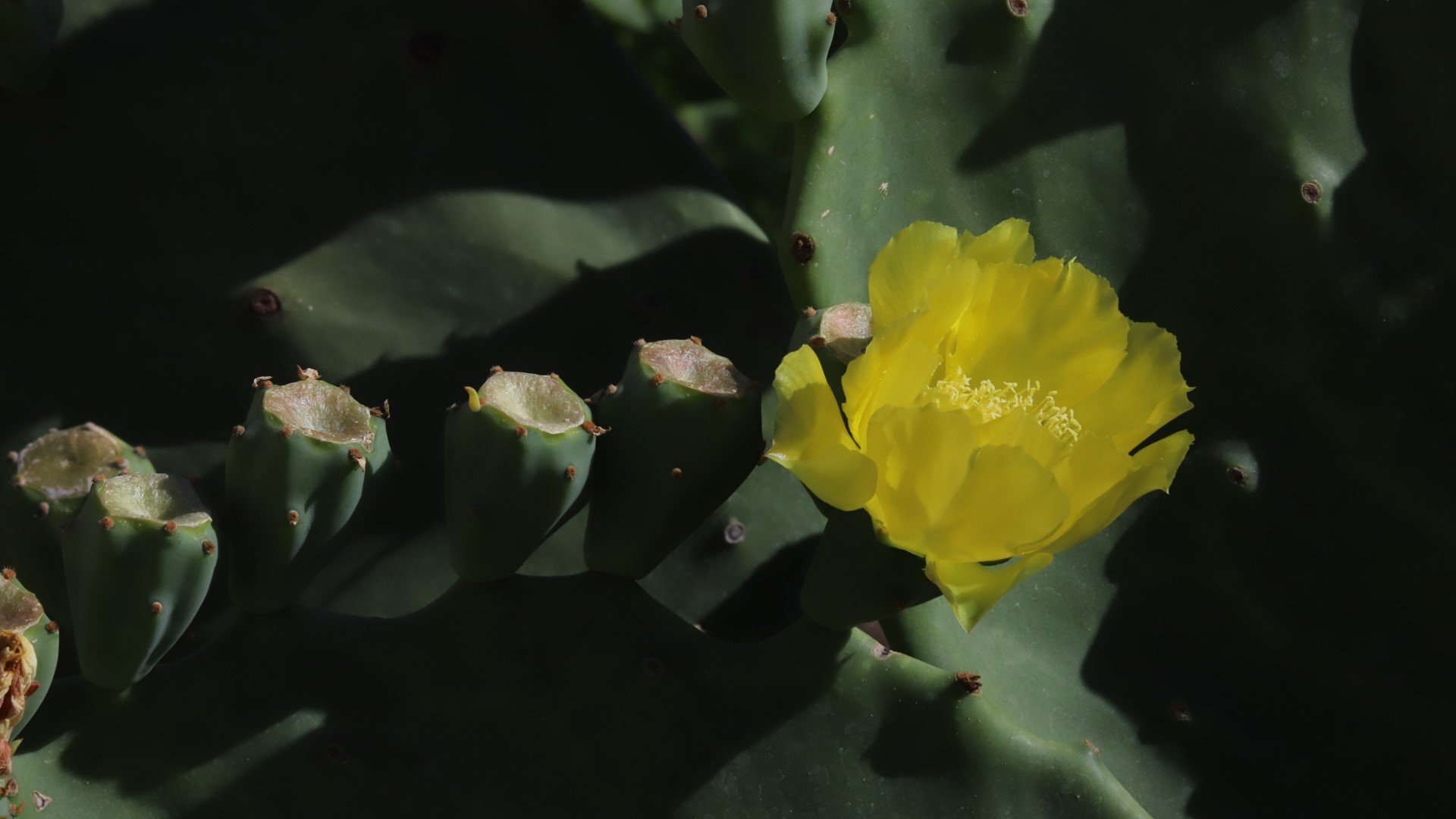 Prickly pear flowers.
