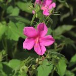Texas rock rose leaves and flowers.