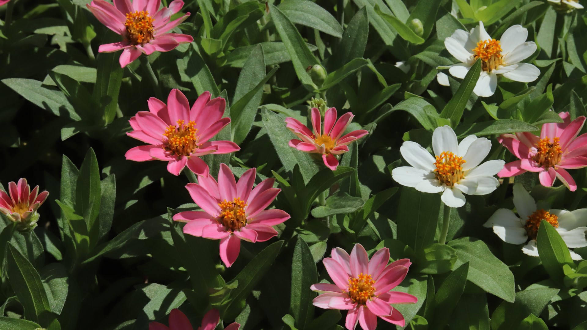 Profusion zinnia flowers.