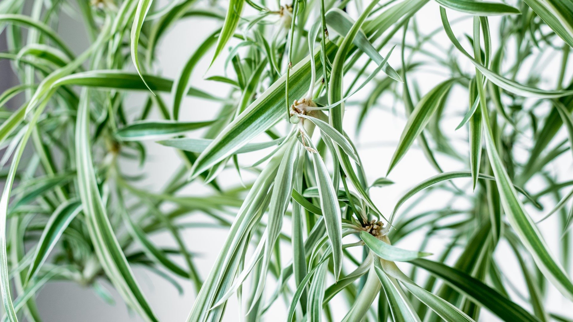 Spider plant leaves.