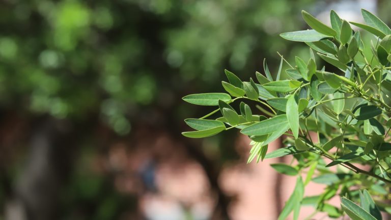 Flowering senna tree leaves.