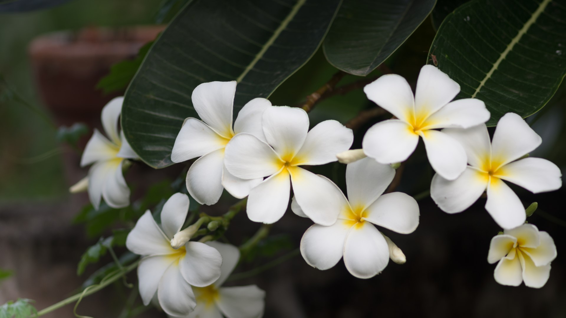 Plumeria leaves and flowers.