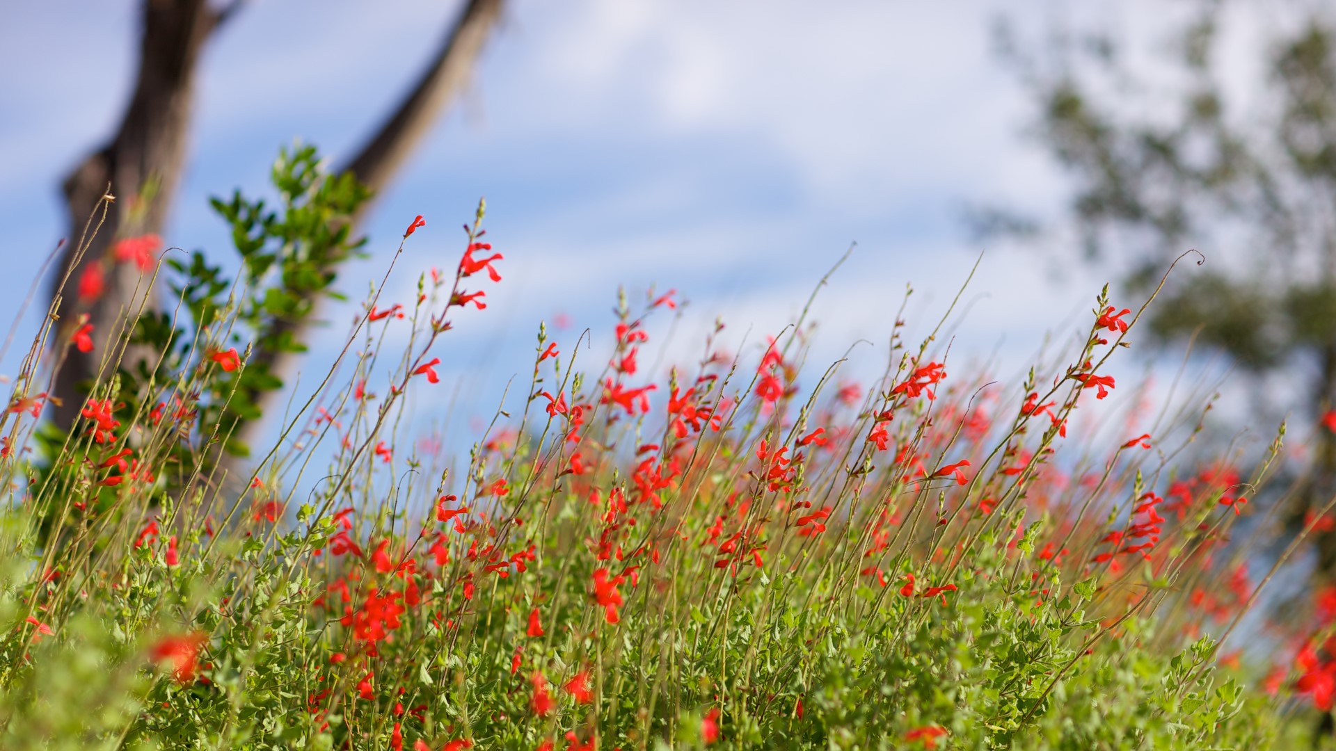 Scarlet sage leaves and flowers.