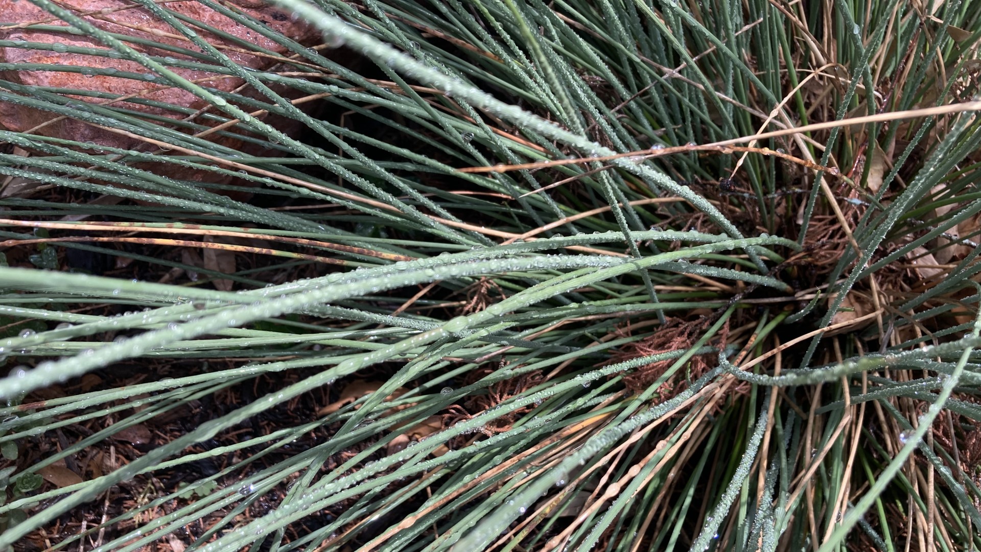 Basket grass leaves.