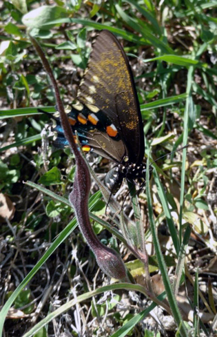 Pipevine Swallowtail Butterfly pipevine swallowtail butterfly