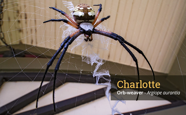 orb weaver spider