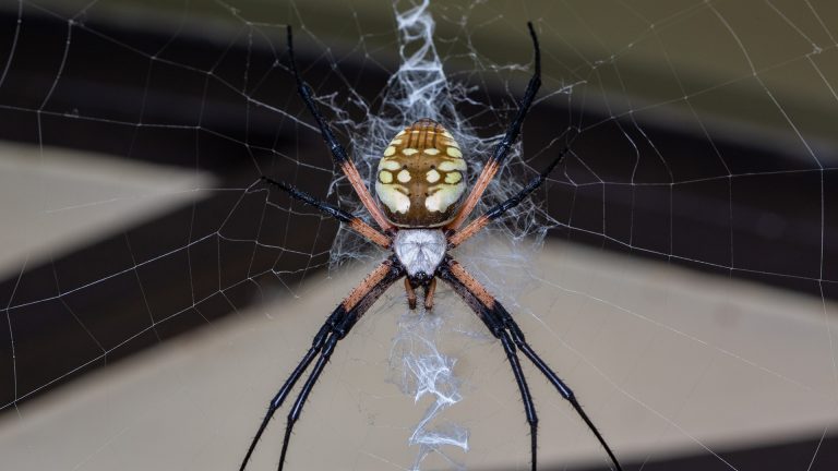 orb weaver spider