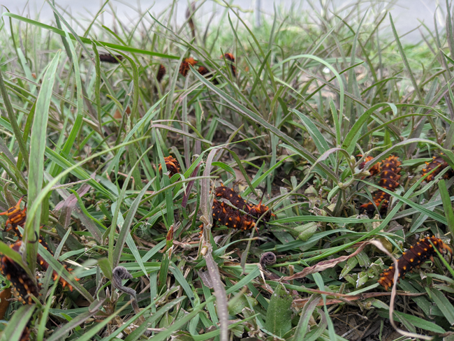 Pipevine Swallowtail Larvae pipevine swallowtail butterfly larvae in grass