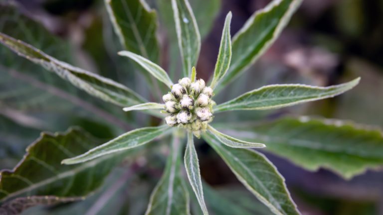 frostweed bud closeup