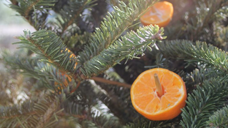 tree with oranges for birds