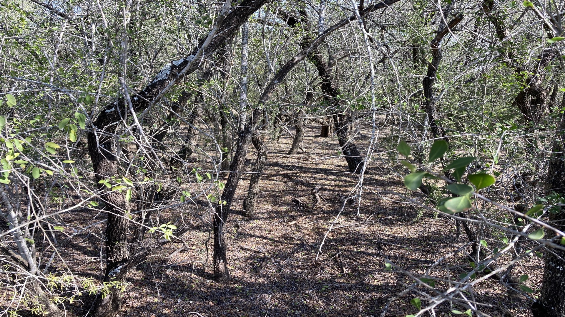 Saffron coma leaves and thicket.