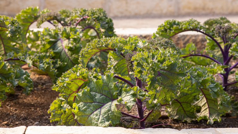 Kale leaves.