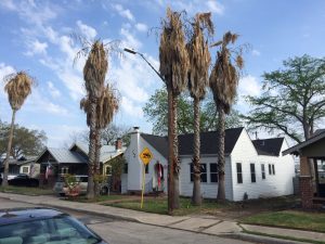 dead palm