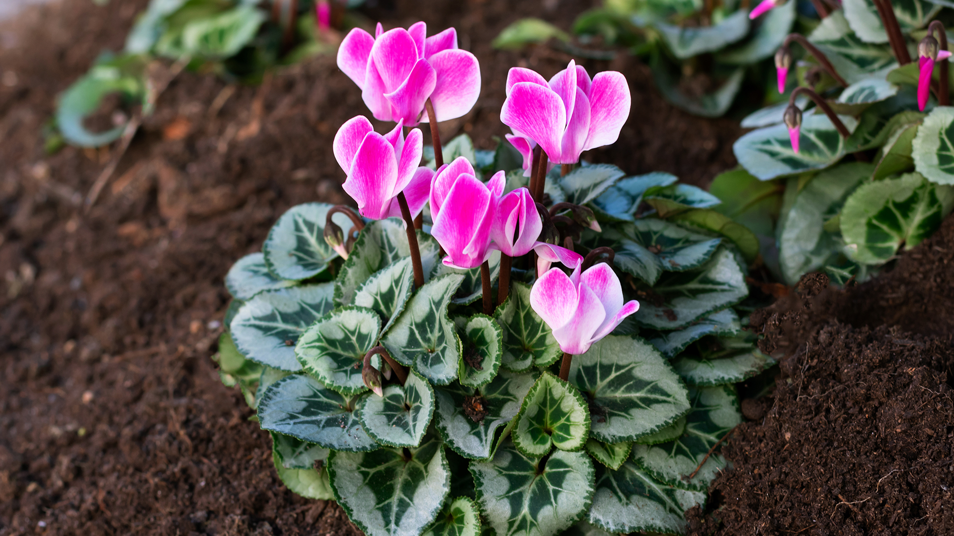 Cyclamen flower